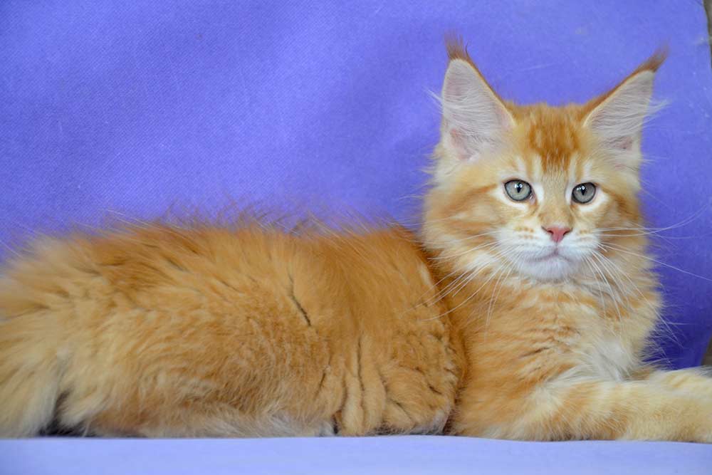 Котенок мейн кун Khan